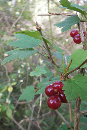 Ribes spicatum \ hrige Johannisbeere / Downy Currant, Wild Currant, S Öland, Trollskogen 9.8.2009