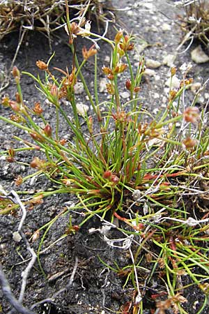 Juncus bulbosus \ Zwiebel-Binse / Bulbous Rush, S Bovallstrand, Valön 10.8.2010