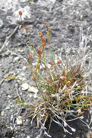 Juncus bulbosus \ Zwiebel-Binse / Bulbous Rush, S Bovallstrand, Valön 10.8.2010
