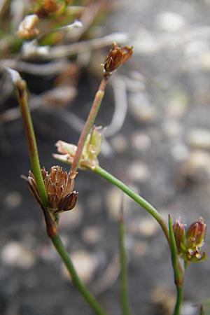 Juncus bulbosus \ Zwiebel-Binse / Bulbous Rush, S Bovallstrand, Valön 10.8.2010