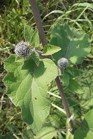 Arctium tomentosum \ Filzige Klette / Woolly Burdock, S Malmö 5.8.2009
