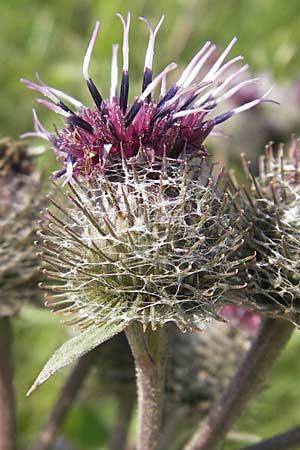 Arctium tomentosum \ Filzige Klette / Woolly Burdock, S Malmö 5.8.2009