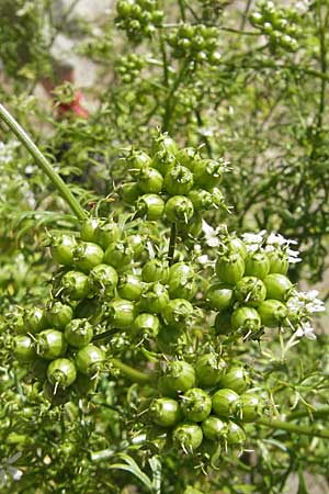 Coriandrum sativum \ Koriander / Coriander Seeds, Cilandro, S Glimmingehus 6.8.2009