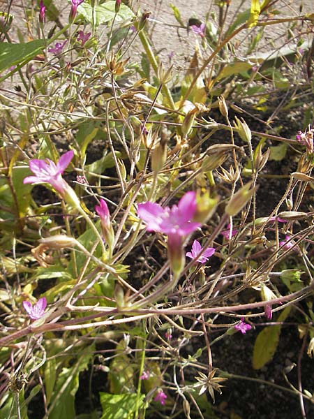 Knautia orientalis \ Orientalische Witwenblume / Oriental Knautia, S Botan. Gar.  Universit.  Uppsala 28.8.2010