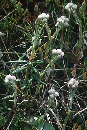 Antennaria dioica \ Gewhnliches Katzenpftchen, S Jokkmokk 18.6.1995