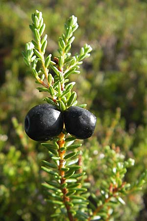 Empetrum nigrum \ Krhenbeere, Rauschbeere / Crow Berry, S Store Mosse 12.8.2009