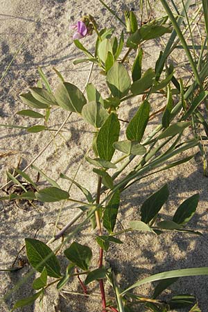Lathyrus japonicus var. maritimus \ Strand-Platterbse / Sea Pea, S Ystad 5.8.2009