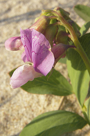 Lathyrus japonicus var. maritimus \ Strand-Platterbse / Sea Pea, S Ystad 5.8.2009