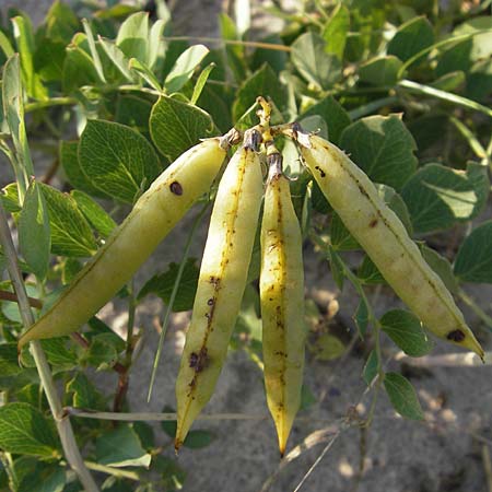 Lathyrus japonicus var. maritimus \ Strand-Platterbse / Sea Pea, S Ystad 5.8.2009