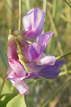 Lathyrus japonicus var. maritimus \ Strand-Platterbse / Sea Pea, S Ystad 5.8.2009