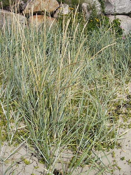 Leymus arenarius \ Strand-Roggen / Sea Lyme Grass, S Varberg 4.8.2010