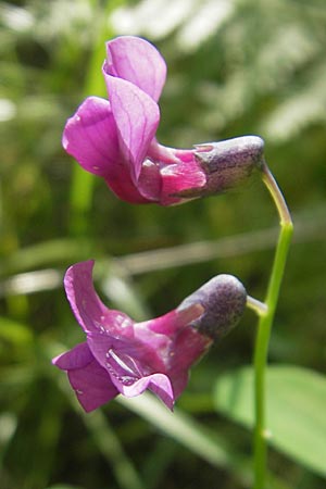 Lathyrus linifolius \ Berg-Platterbse / Bitter Vetchling, S Vänersborg 12.8.2010