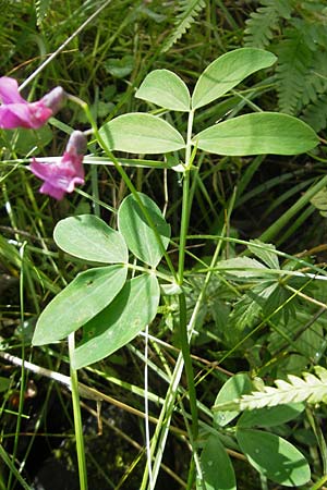 Lathyrus linifolius \ Berg-Platterbse / Bitter Vetchling, S Vänersborg 12.8.2010