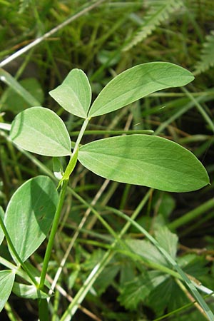 Lathyrus linifolius \ Berg-Platterbse / Bitter Vetchling, S Vänersborg 12.8.2010