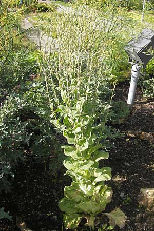 Lactuca sativa \ Kopfsalat / Lettuce, S Botan. Gar.  Universit.  Uppsala 28.8.2010
