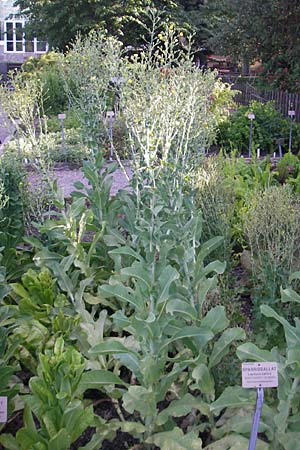 Lactuca sativa \ Kopfsalat / Lettuce, S Botan. Gar.  Universit.  Uppsala 28.8.2010