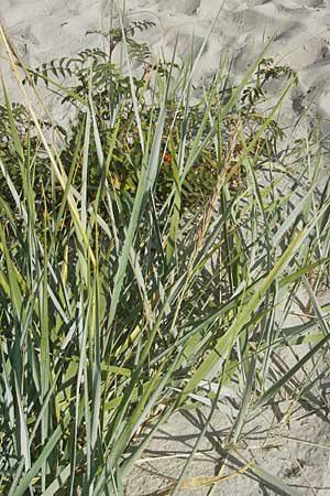Leymus arenarius \ Strand-Roggen / Sea Lyme Grass, S Beddinge Strand 5.8.2009
