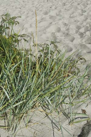 Leymus arenarius \ Strand-Roggen / Sea Lyme Grass, S Beddinge Strand 5.8.2009