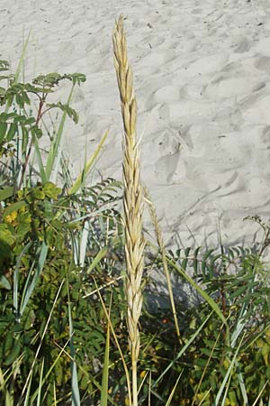 Leymus arenarius \ Strand-Roggen / Sea Lyme Grass, S Beddinge Strand 5.8.2009