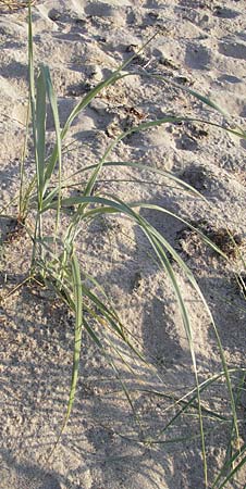Leymus arenarius \ Strand-Roggen / Sea Lyme Grass, S Ystad 5.8.2009