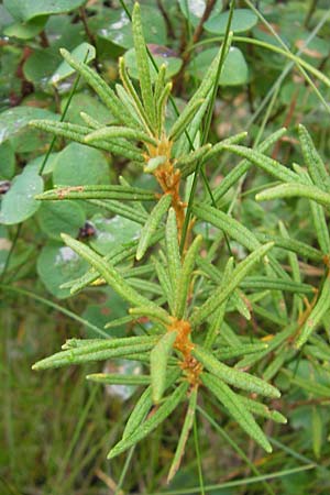 Rhododendron tomentosum \ Sumpf-Porst / Labrador Tea, S Norra Kvill 11.8.2009