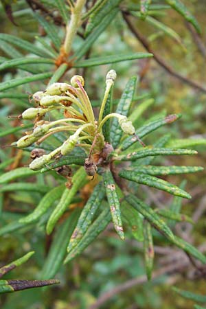 Rhododendron tomentosum \ Sumpf-Porst / Labrador Tea, S Norra Kvill 11.8.2009