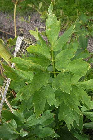 Levisticum officinale \ Liebstckel, Maggikraut / Lovage, S Botan. Gar.  Universit.  Uppsala 28.8.2010