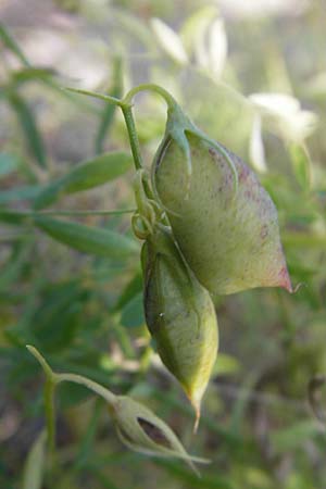 Vicia lens \ Linse / Lentil, S Botan. Gar.  Universit.  Uppsala 28.8.2010