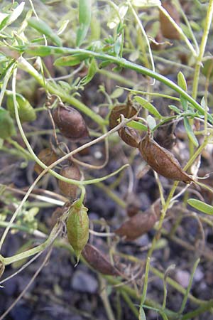 Vicia lens \ Linse / Lentil, S Botan. Gar.  Universit.  Uppsala 28.8.2010