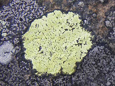 Rhizocarpon geographicum \ Landkarten-Flechte / Map Lichen, S Kullaberg 13.8.2009