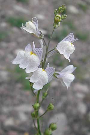 Linaria repens \ Gestreiftes Leinkraut / Pale Toadflax, S Orrefors 10.8.2009