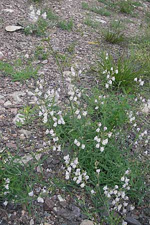 Linaria repens \ Gestreiftes Leinkraut / Pale Toadflax, S Orrefors 10.8.2009