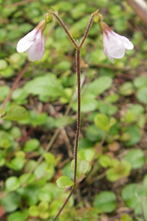 Linnaea borealis \ Moosglckchen / Twinflower, S Helsingborg 2.8.2010