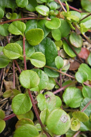Linnaea borealis \ Moosglckchen / Twinflower, S Helsingborg 2.8.2010