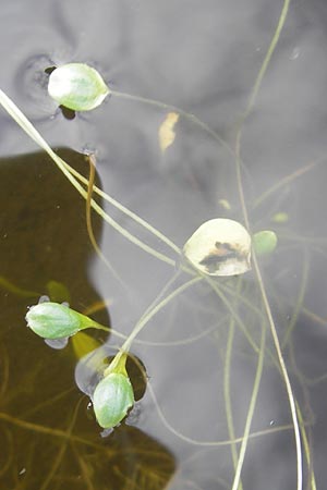 Limosella aquatica \ Schlammling, Wasser-Schlammkraut / Water Mudwort, S Bovallstrand, Valön 10.8.2010