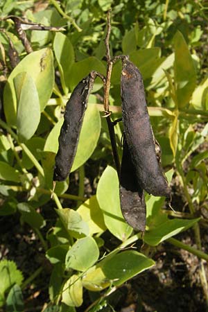 Lathyrus japonicus var. maritimus \ Strand-Platterbse / Sea Pea, S Botan. Gar.  Universit.  Uppsala 28.8.2010