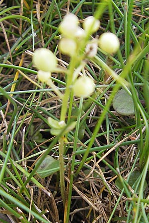 Cochlearia officinalis \ Echtes Lffelkraut / Common Scurvy-Grass, S Torekov 3.8.2010