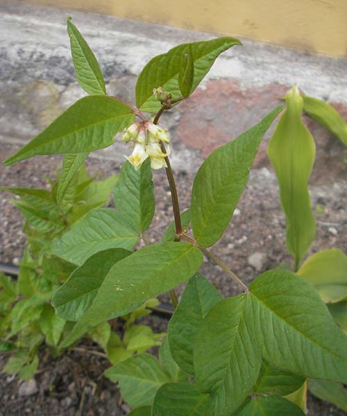 Lathyrus ochraceus subsp. ochraceus \ Ockergelbe Platterbse / Yellow Pea, S Botan. Gar.  Universit.  Uppsala 28.8.2010