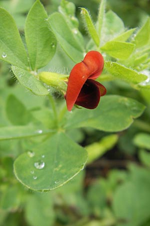 Lotus tetragonolobus \ Rote Spargelbohne / Winged Pea, S Västers 29.8.2010