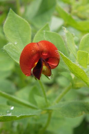 Lotus tetragonolobus \ Rote Spargelbohne / Winged Pea, S Västers 29.8.2010