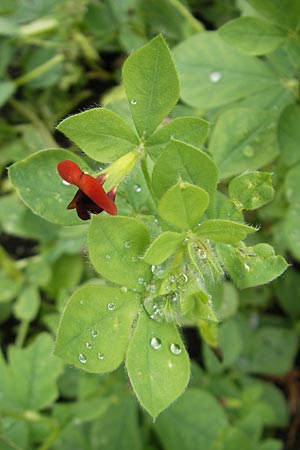 Lotus tetragonolobus \ Rote Spargelbohne / Winged Pea, S Västers 29.8.2010