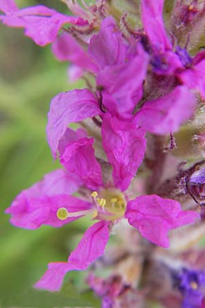 Lythrum salicaria \ Blut-Weiderich / Purple Loosestrife, S Bovallstrand, Valön 10.8.2010