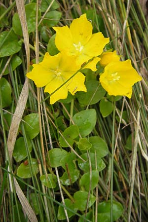 Lysimachia nummularia \ Pfennigkraut / Creeping-Jenny, S Trollhättan 11.8.2010
