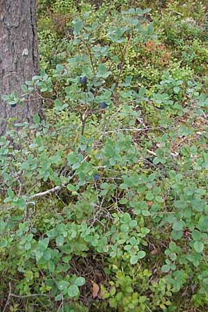 Vaccinium uliginosum \ Gewhnliche Moorbeere / Bog Bilberry, S Norra Kvill 11.8.2009