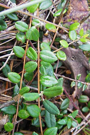 Vaccinium oxycoccos \ Gewhnliche Moosbeere / Common Cranberry, S Store Mosse 12.8.2009
