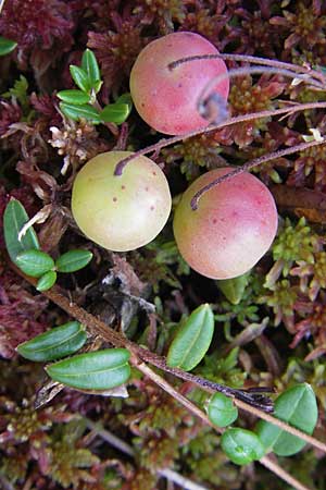 Vaccinium oxycoccos \ Gewhnliche Moosbeere / Common Cranberry, S Store Mosse 12.8.2009