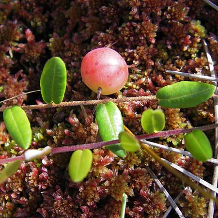 Vaccinium oxycoccos \ Gewhnliche Moosbeere / Common Cranberry, S Store Mosse 12.8.2009