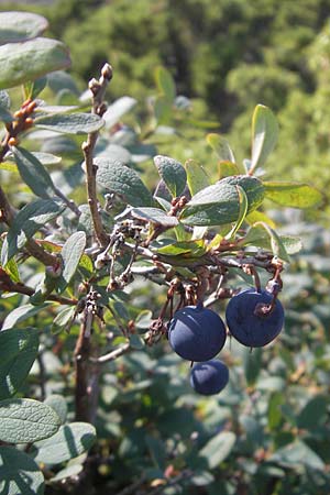 Vaccinium uliginosum \ Gewhnliche Moorbeere / Bog Bilberry, S Bovallstrand, Valön 10.8.2010