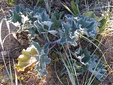 Crambe maritima \ Ksten-Meerkohl, Strandkohl / Sea Kale, S Simrishamn 6.8.2009