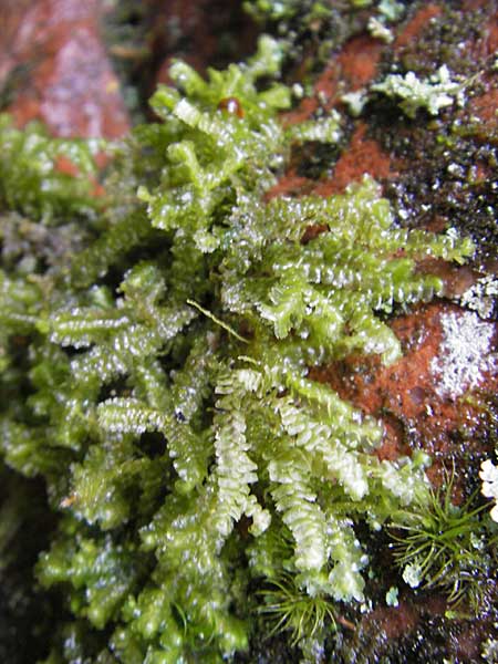 Marchantiales spec2 ? \ Folioses Lebermoos / Leafy Liverwort, S Skurugata 12.8.2009